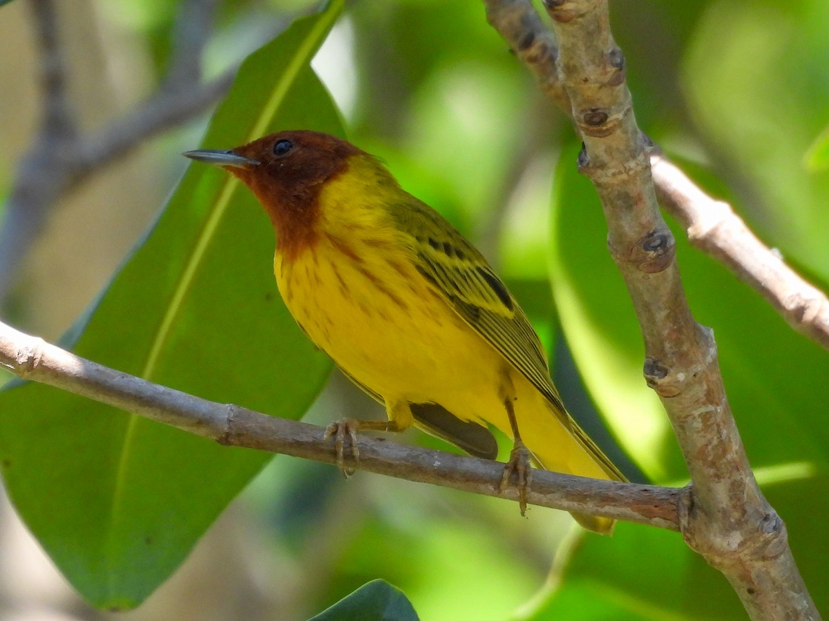 Yellow Warbler (Mangrove) - ML631778754