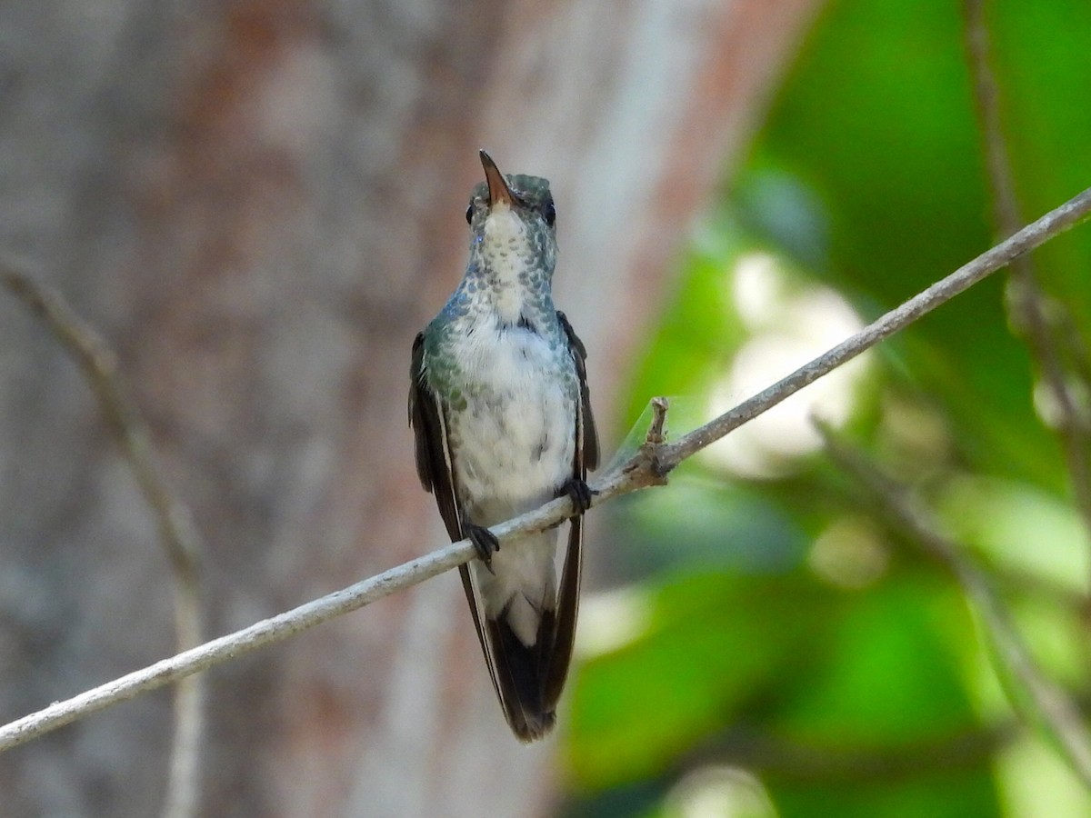 Mangrove Hummingbird - ML631778774