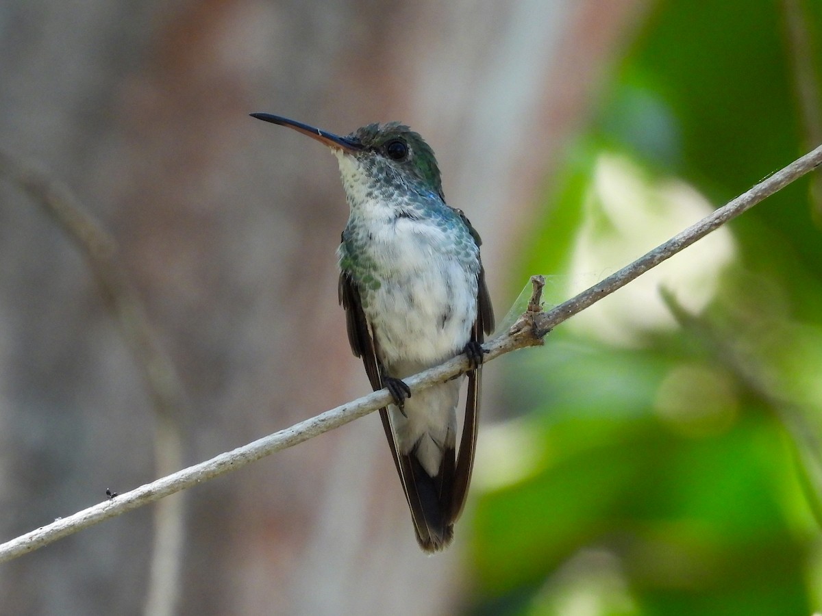 Mangrove Hummingbird - ML631778775