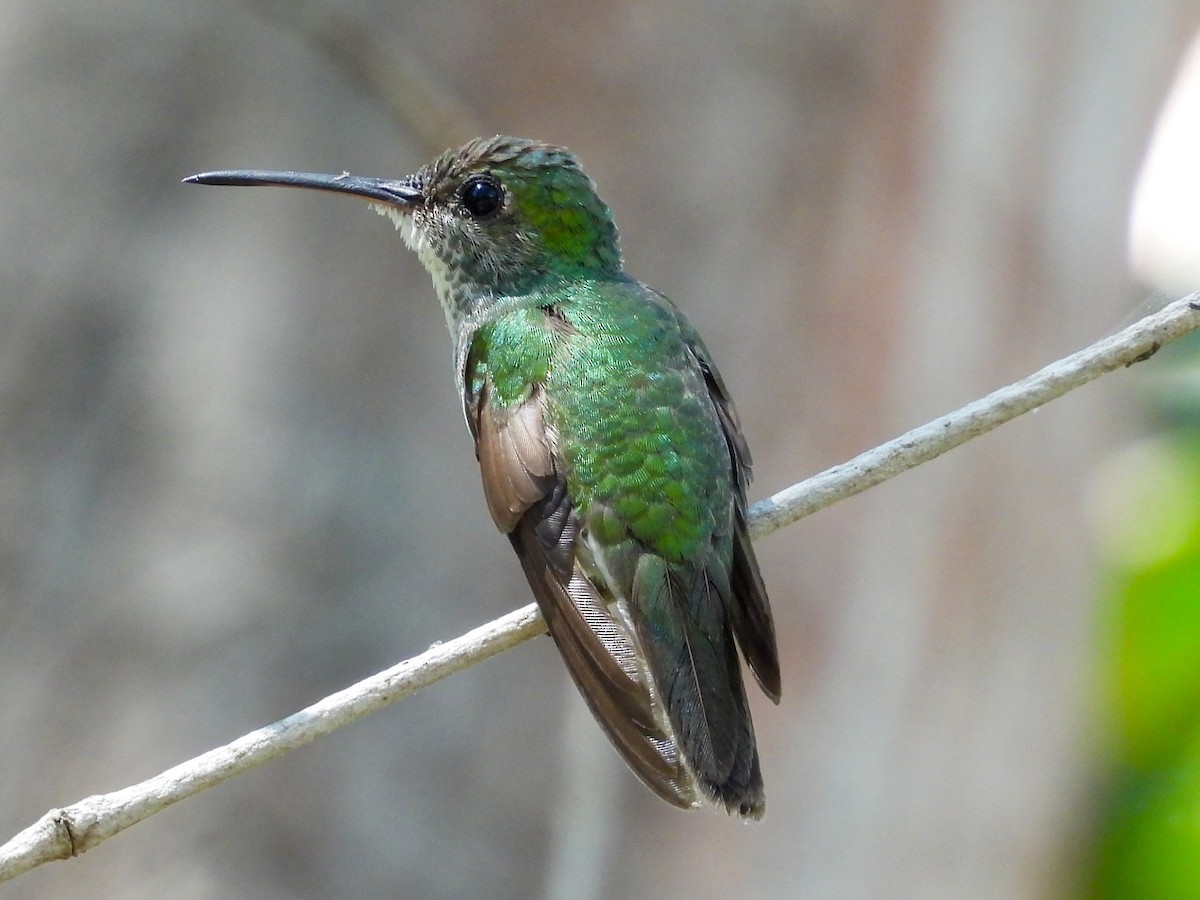 Mangrove Hummingbird - ML631778777