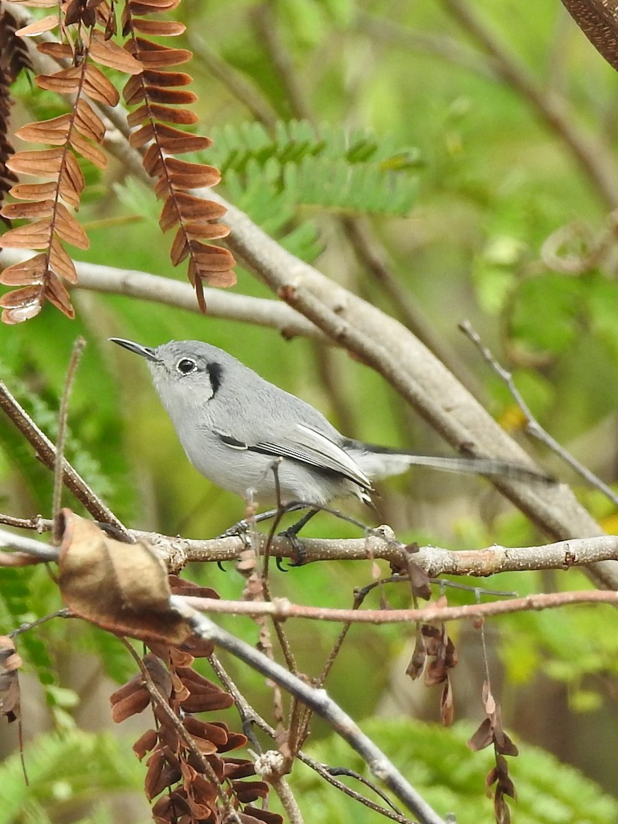 Cuban Gnatcatcher - ML631778794