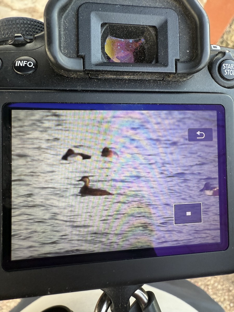 Black Scoter - ML631778801