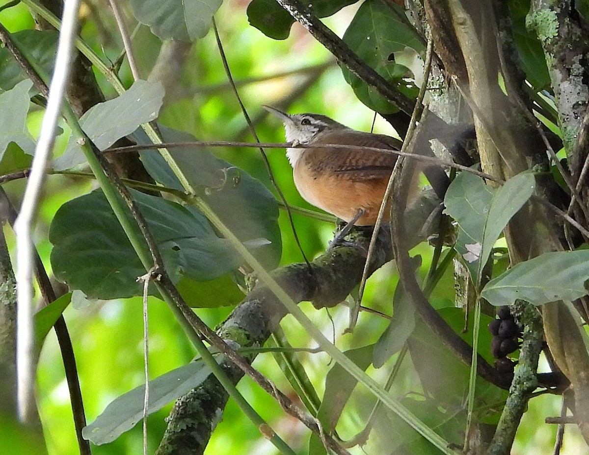 Buff-breasted Wren - ML631778836