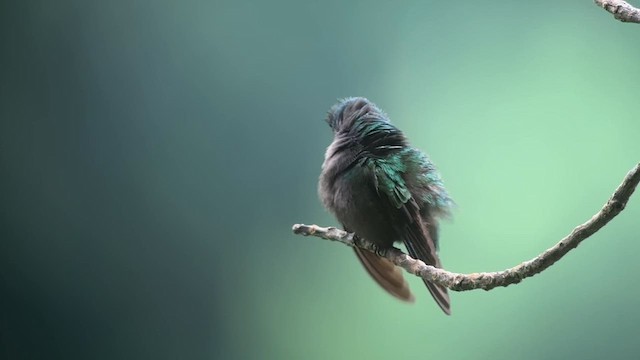 Antillean Crested Hummingbird - ML631778902
