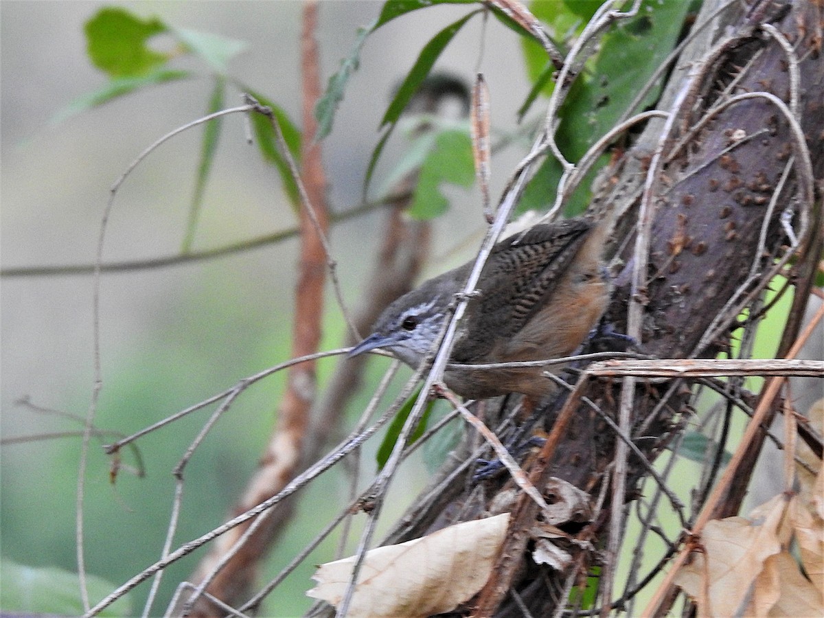 Buff-breasted Wren - ML631778931