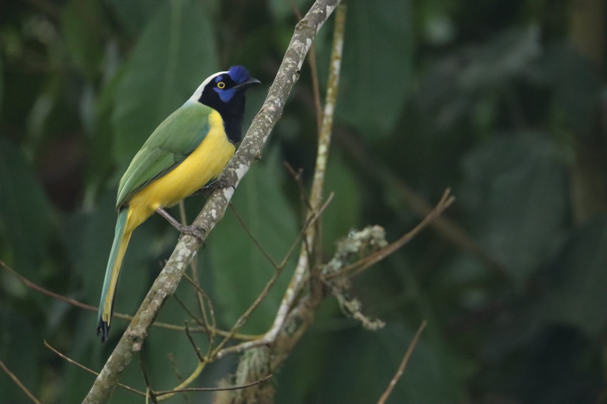 Green Jay (Inca) - ML631778949