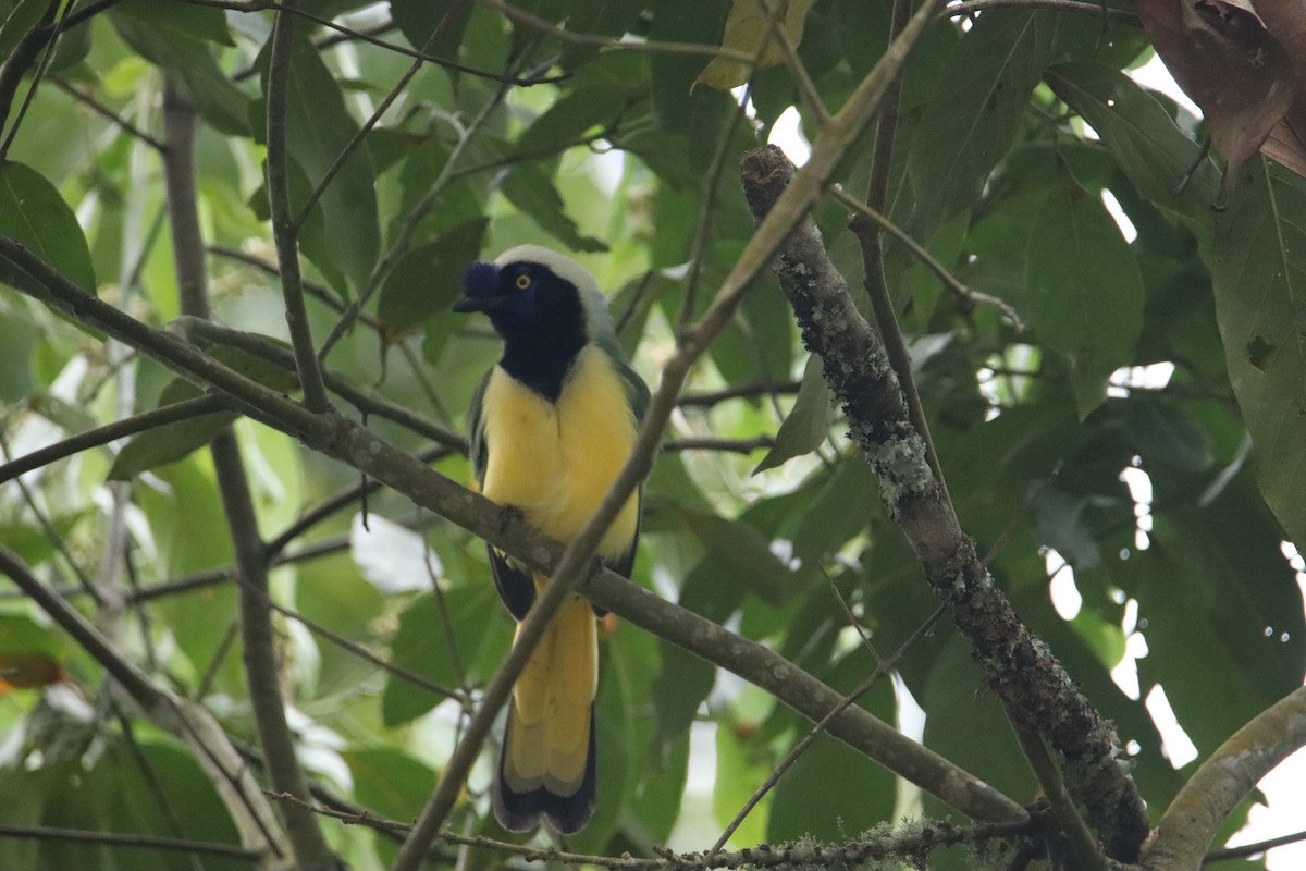 Green Jay (Inca) - ML631778950
