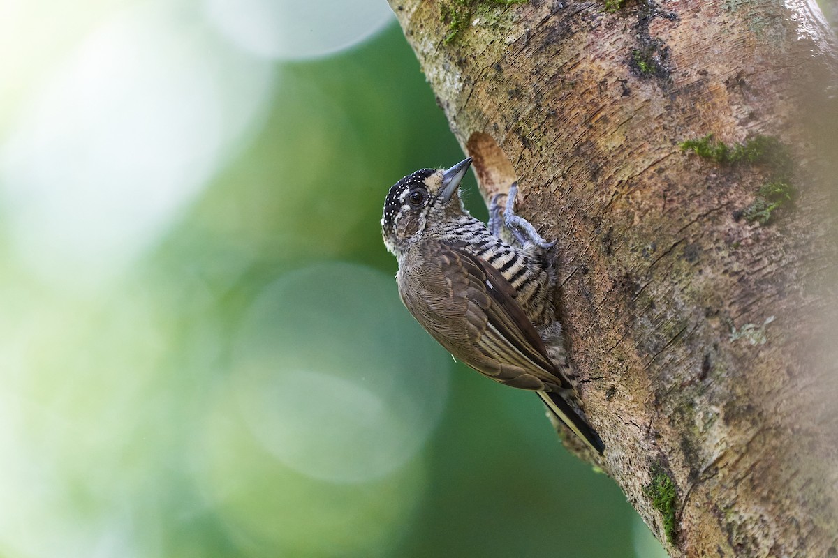 White-barred Piculet - ML631779053