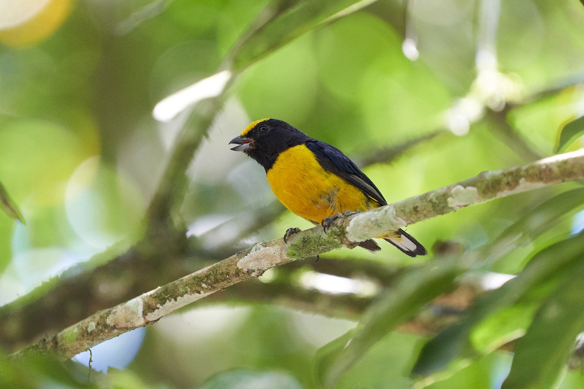 Purple-throated Euphonia - ML631779070