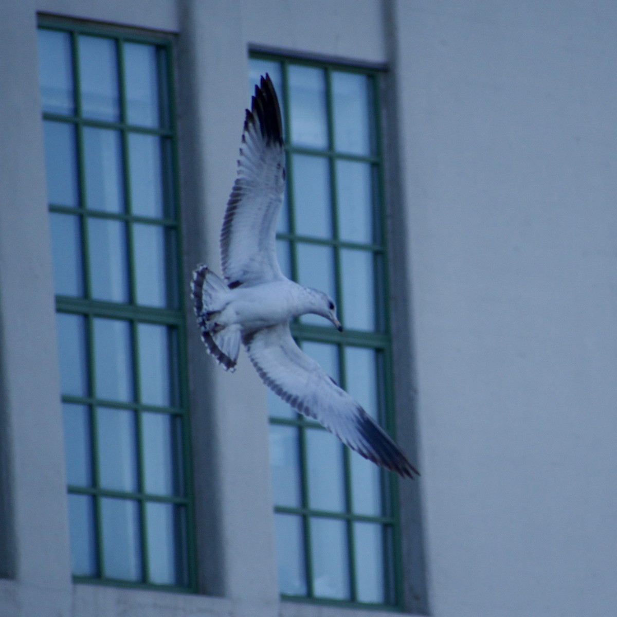 Ring-billed Gull - ML631779165