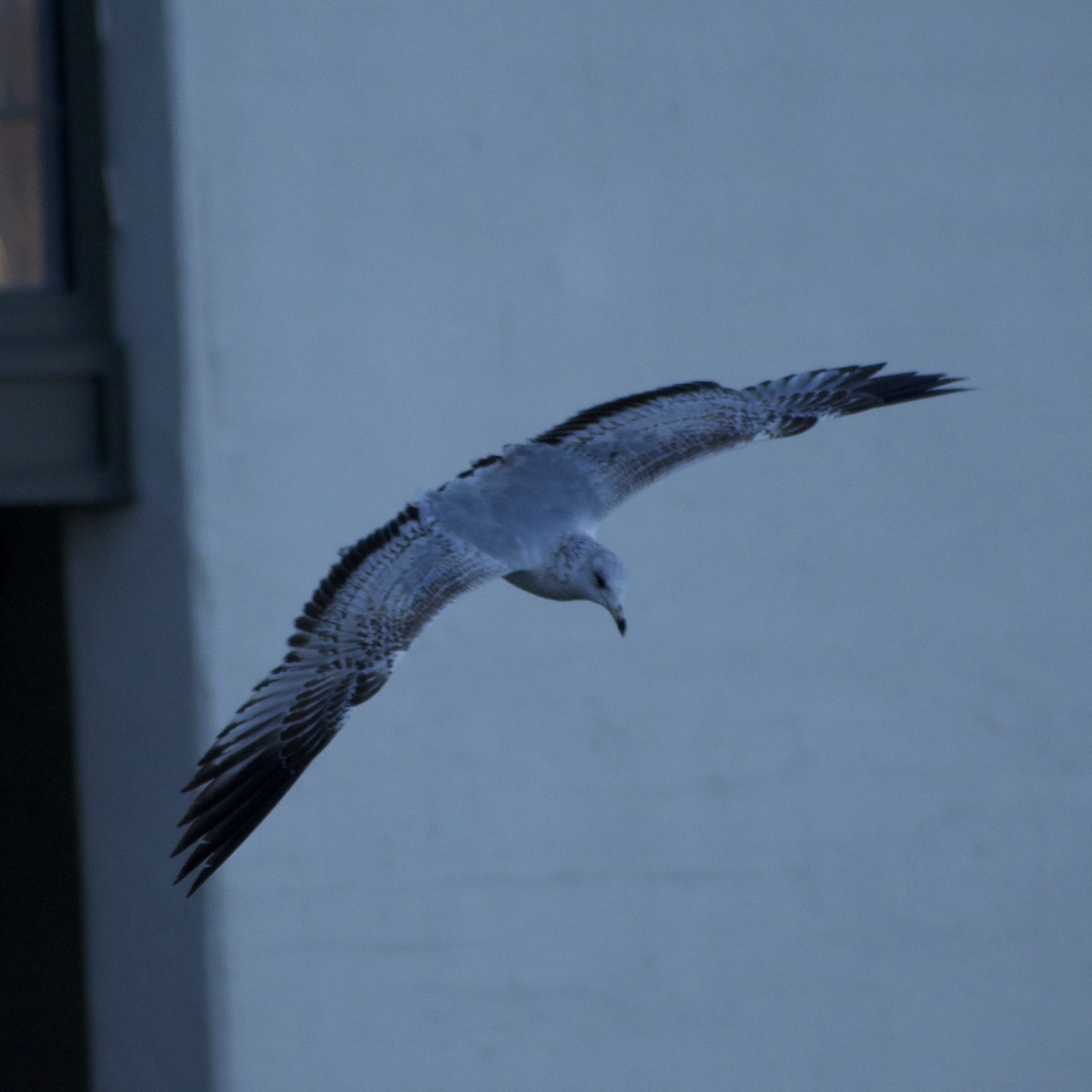 Ring-billed Gull - ML631779167