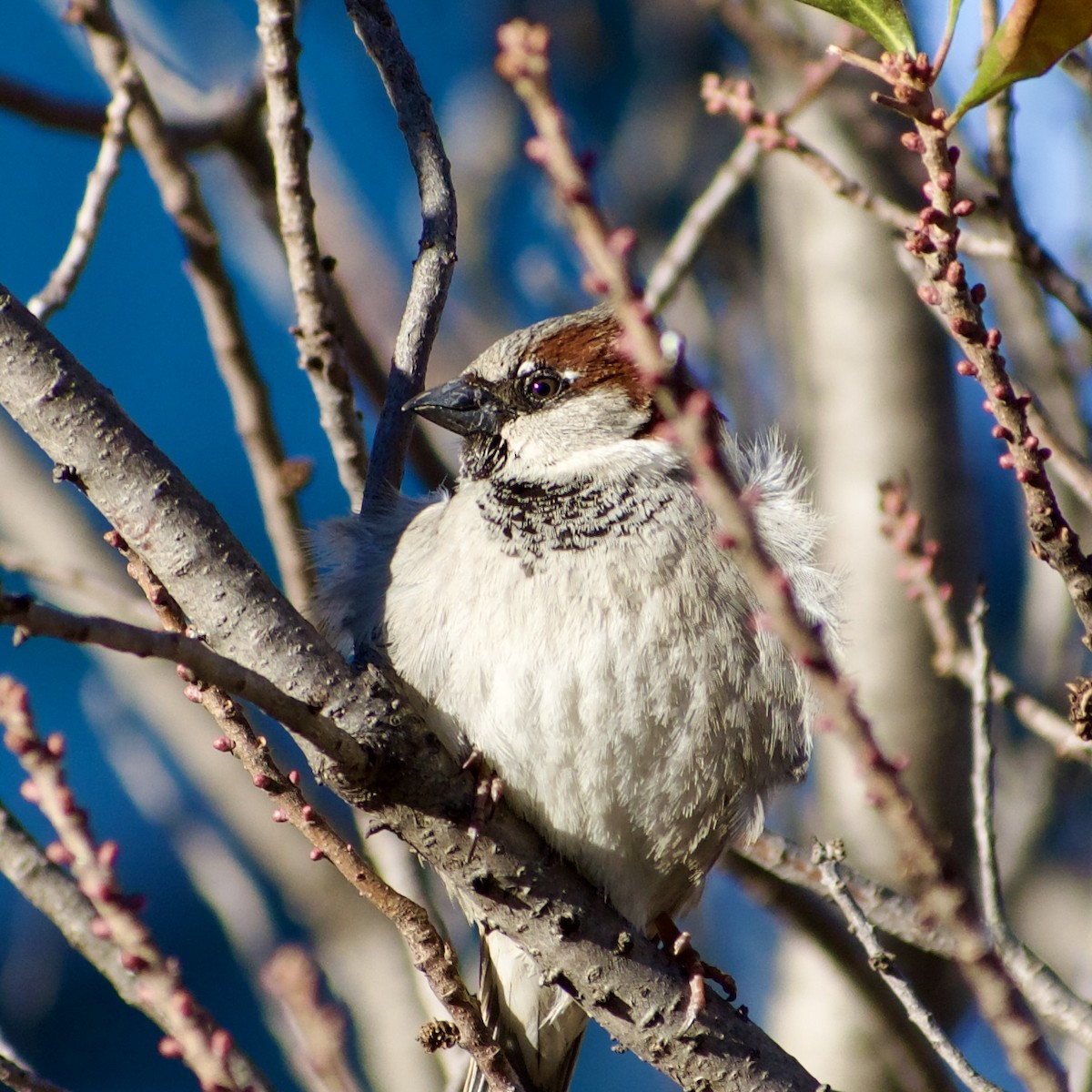 House Sparrow - ML631779179