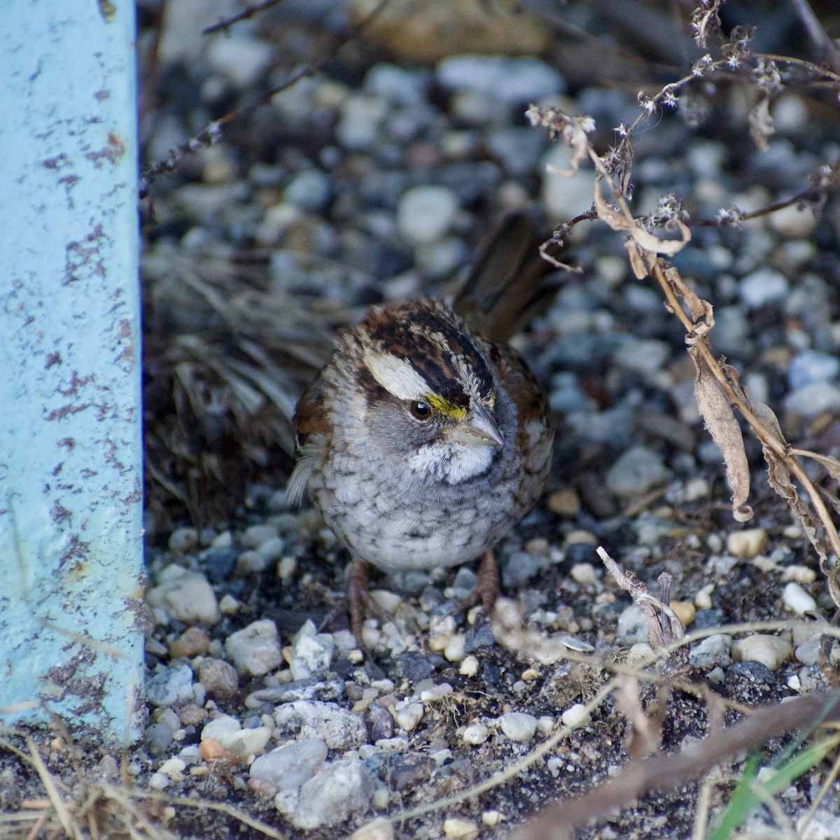 White-throated Sparrow - ML631779194
