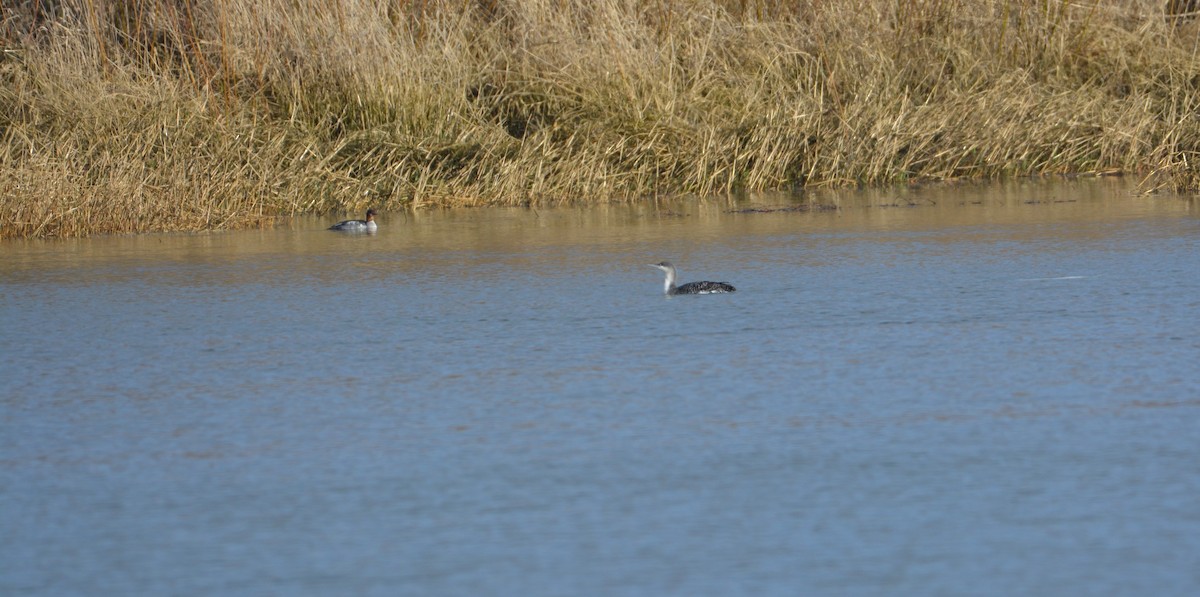 Red-throated Loon - ML631779198