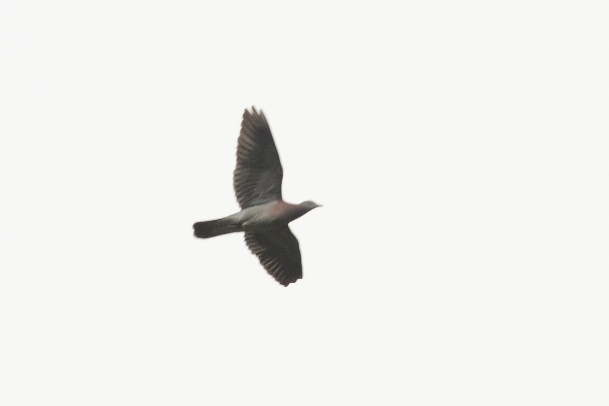 Pale-vented Pigeon - ML631779223