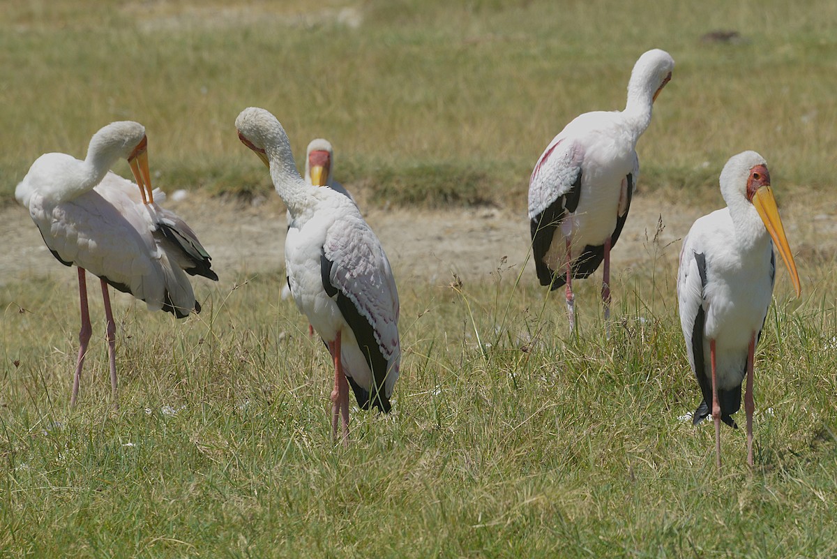 Yellow-billed Stork - ML631779253