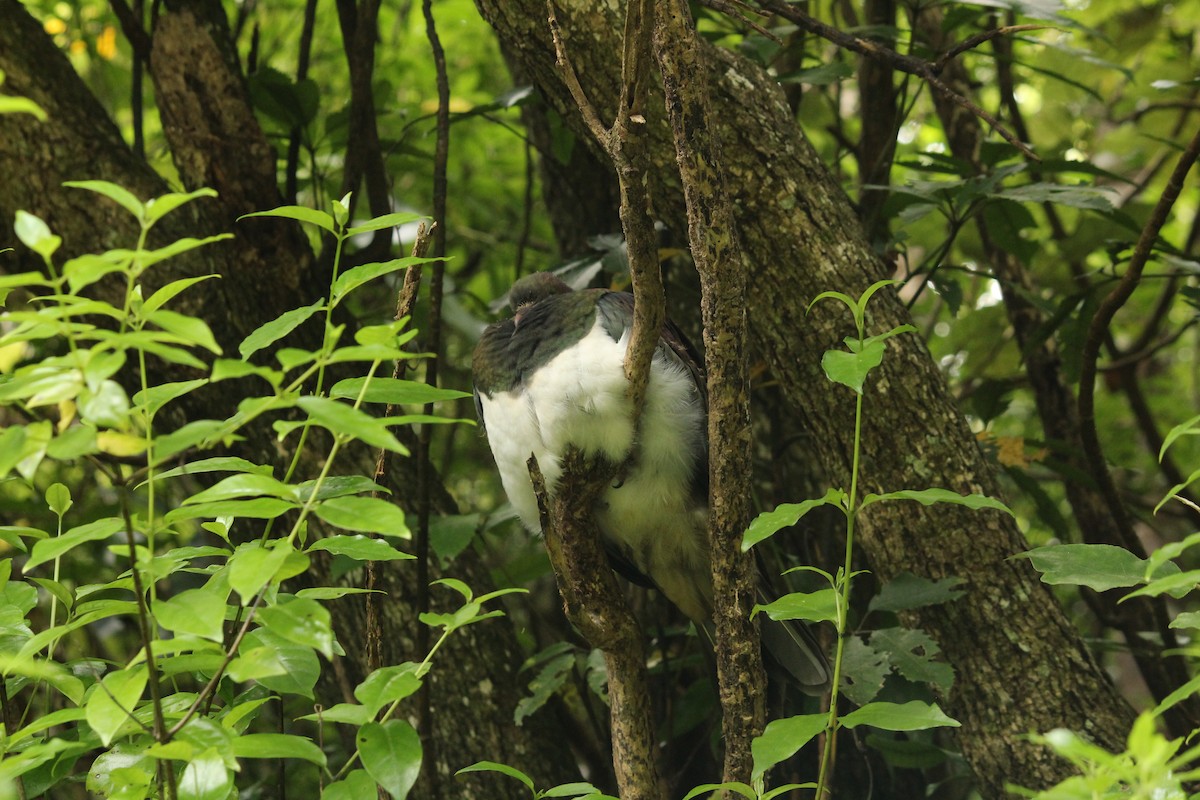 New Zealand Pigeon - ML631779421