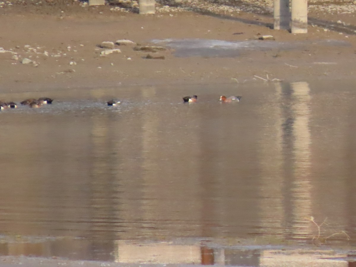 Fischione - ML631779456