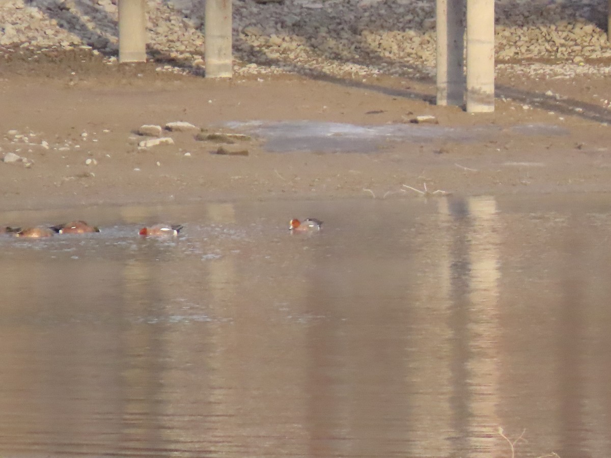 Fischione - ML631779477