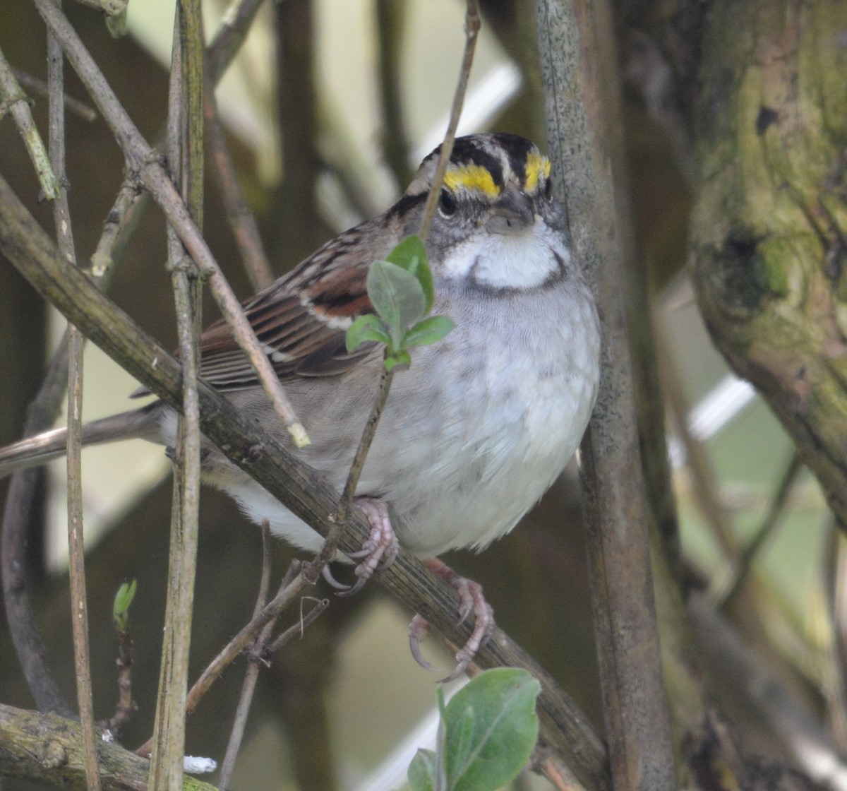 White-throated Sparrow - ML631779504