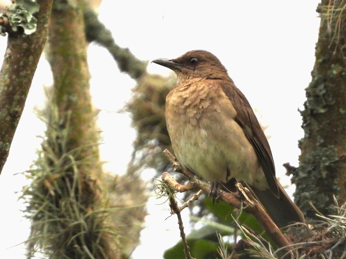 Black-billed Thrush (Drab) - ML631779509