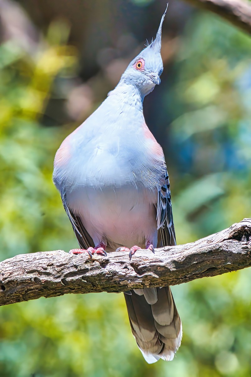 Crested Pigeon - ML631779612