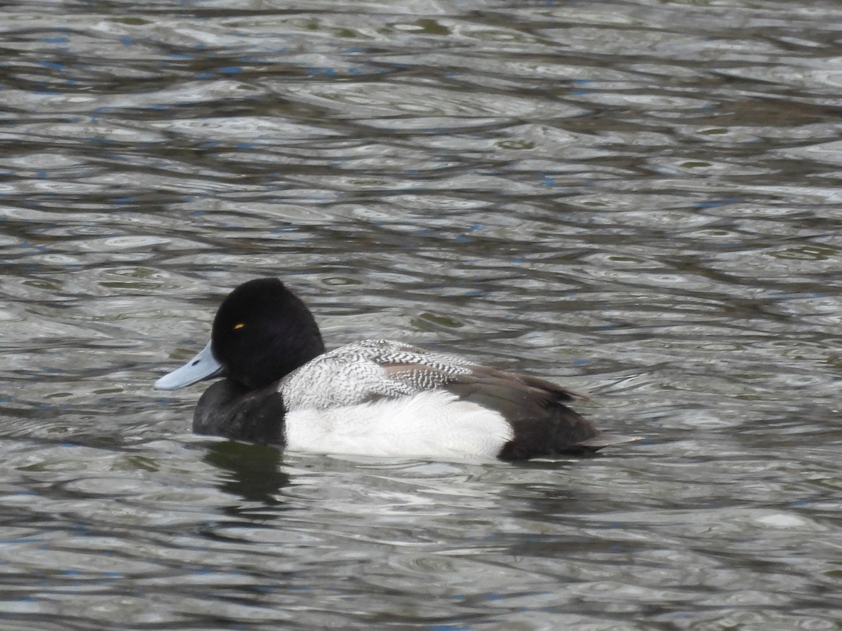 Lesser Scaup - ML631779630