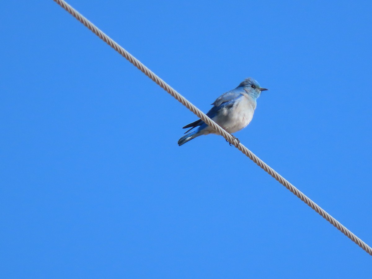 Mountain Bluebird - ML631779639