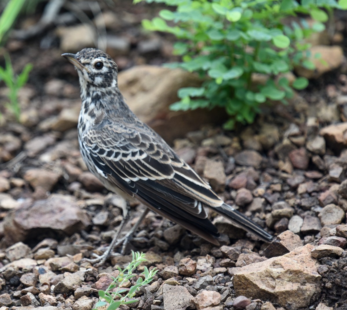 Dusky Lark - Barbara Maytom