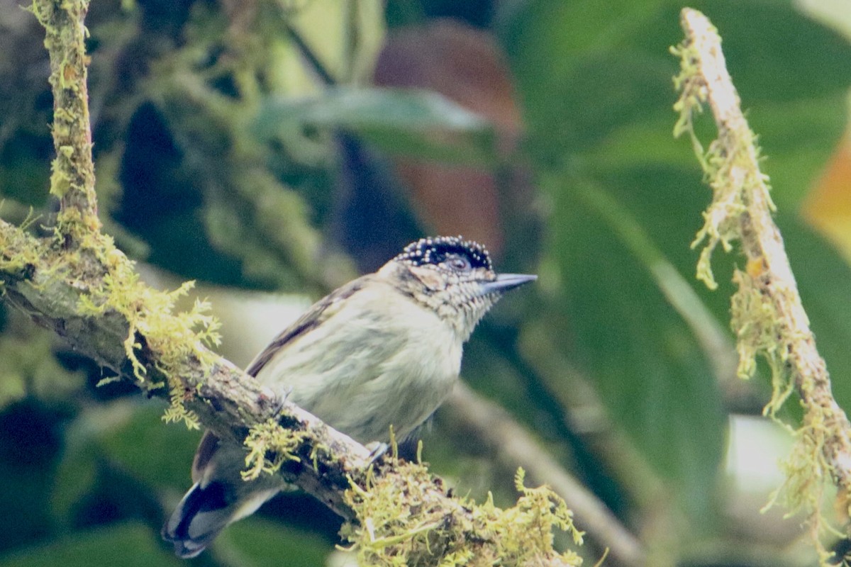 Grayish Piculet - ML631779735