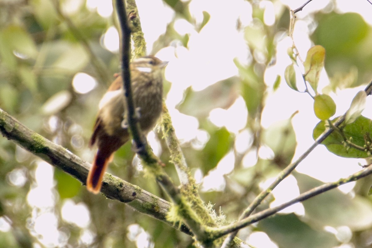 Streaked Xenops - ML631779764