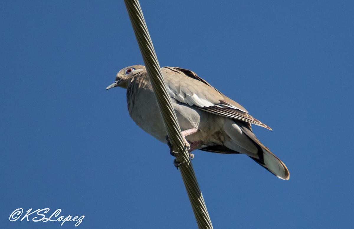 White-winged Dove - Kathy Lopez