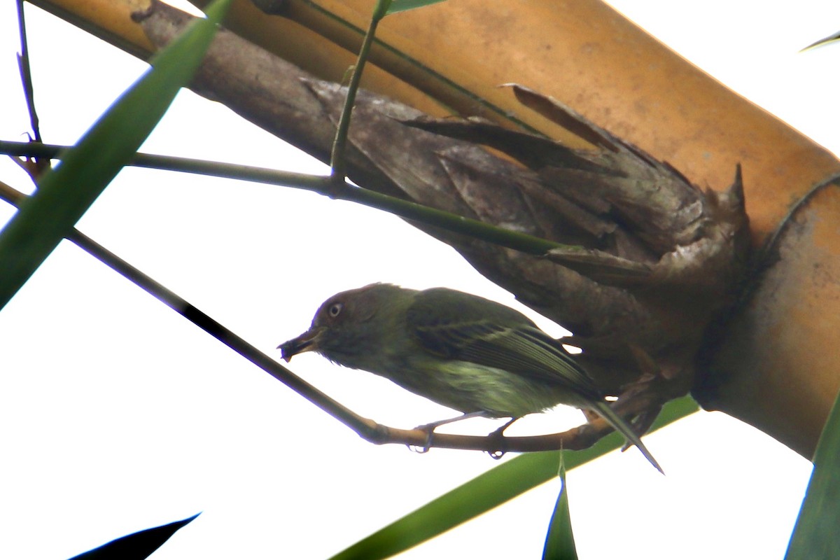 Scale-crested Pygmy-Tyrant - ML631779853