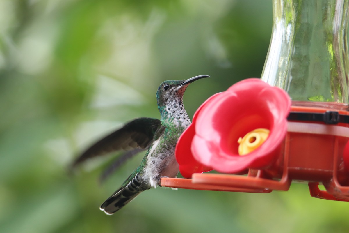 White-necked Jacobin - ML631779914