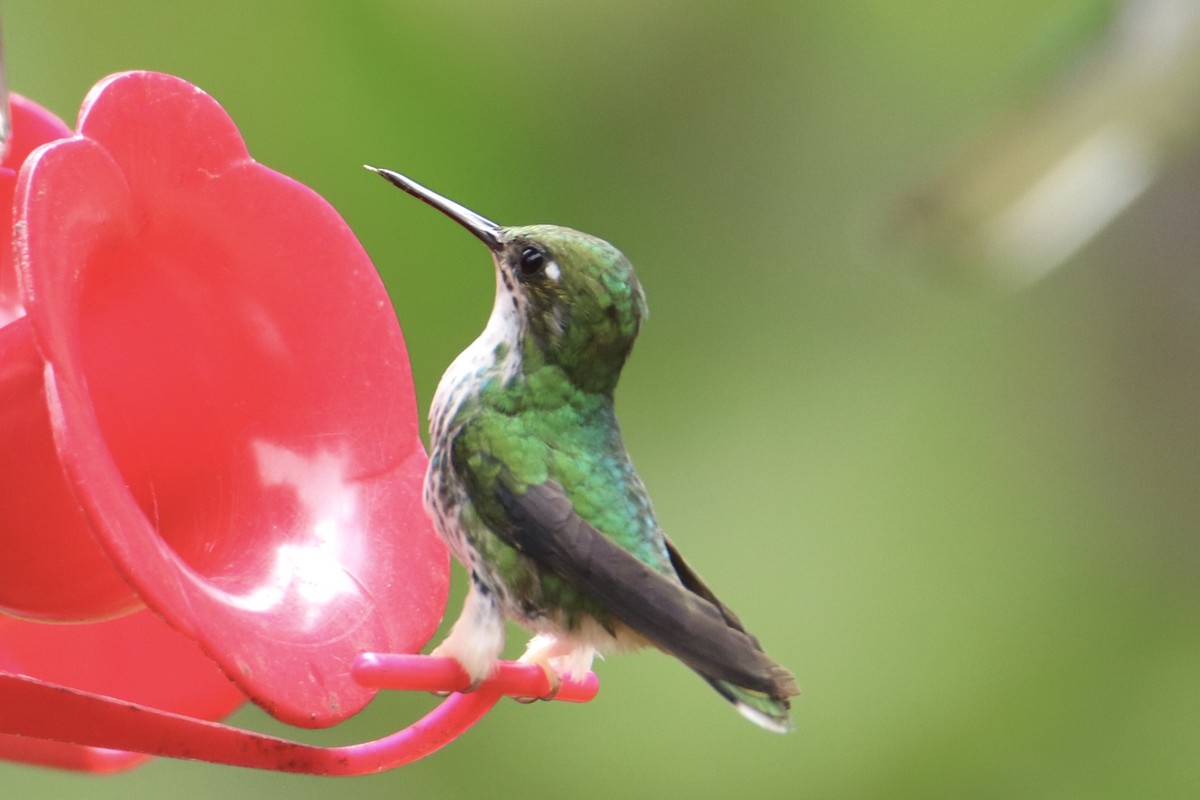 White-booted Racket-tail - ML631779916