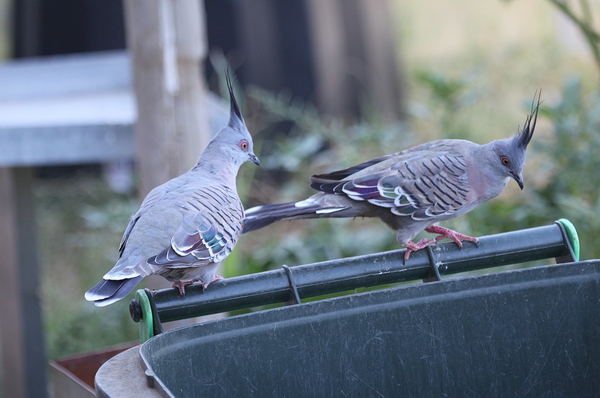 Crested Pigeon - ML631779969