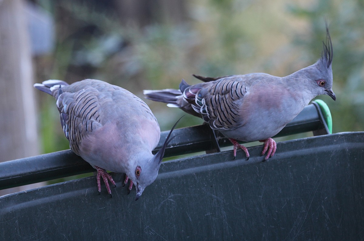 Crested Pigeon - ML631779970