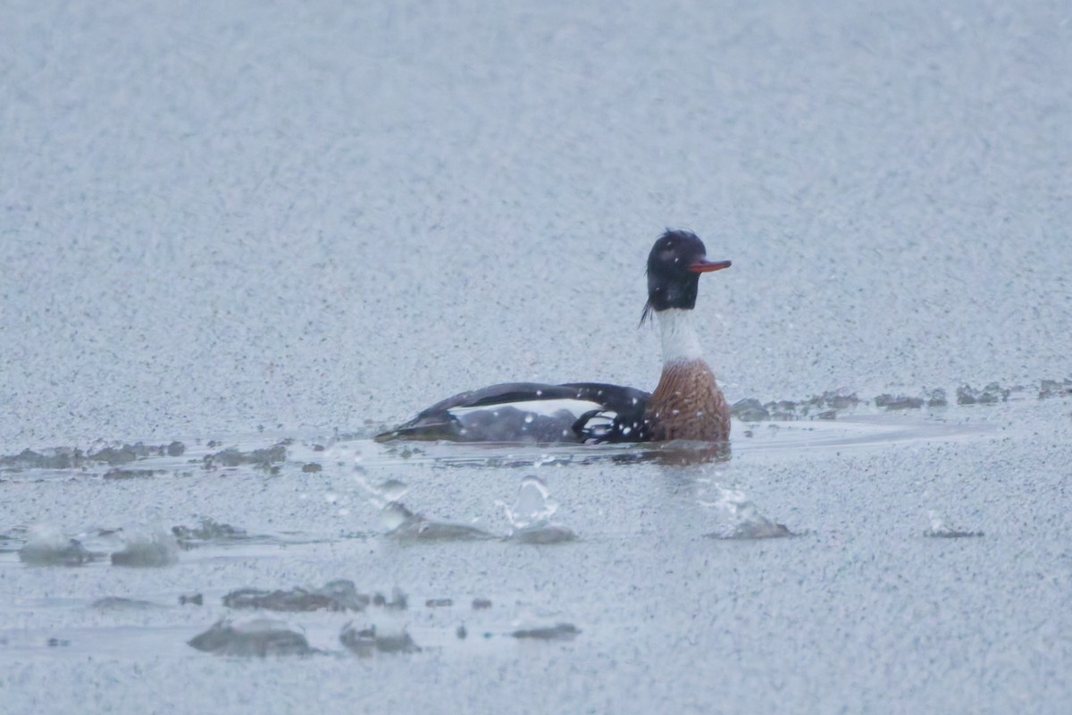 Сэвгэр бохио - ML631779981