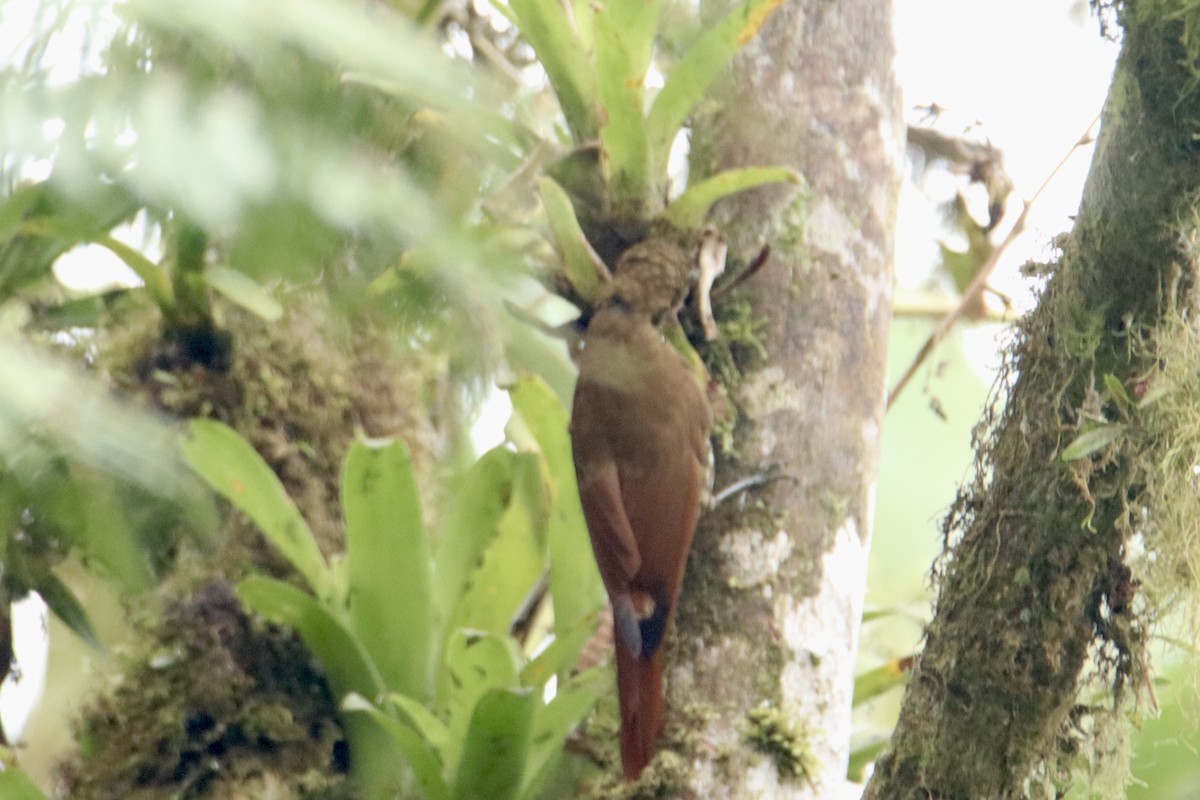 Lineated Foliage-gleaner - ML631779991