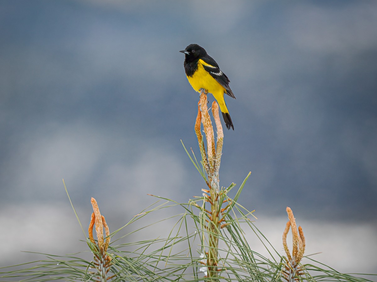 Scott's Oriole - ML631779997