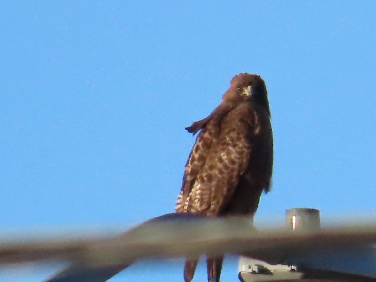 Red-tailed Hawk - ML631780015