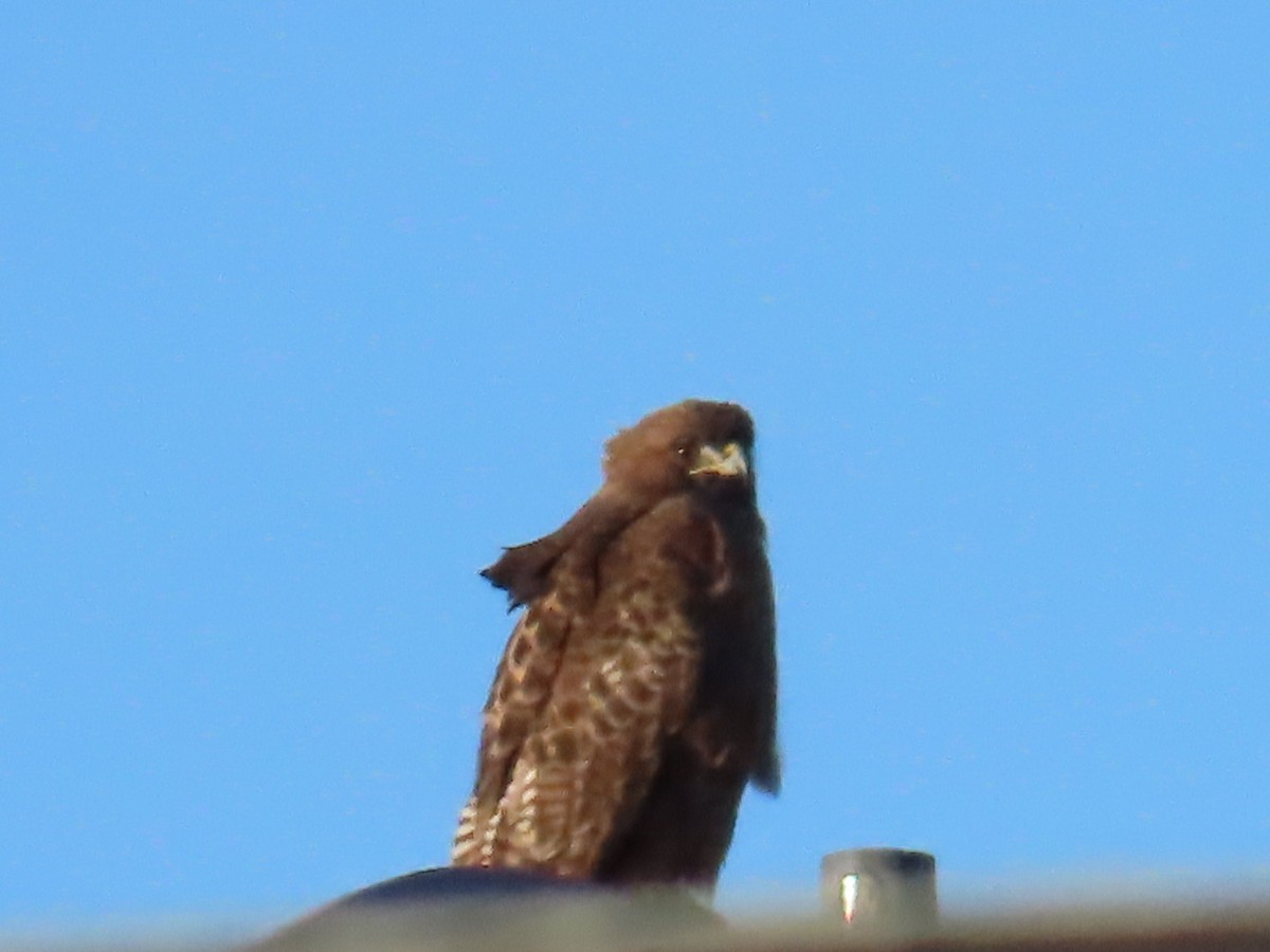 Red-tailed Hawk - ML631780016