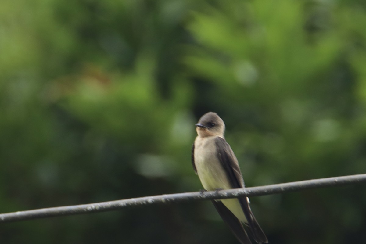 Southern Rough-winged Swallow - ML631780044