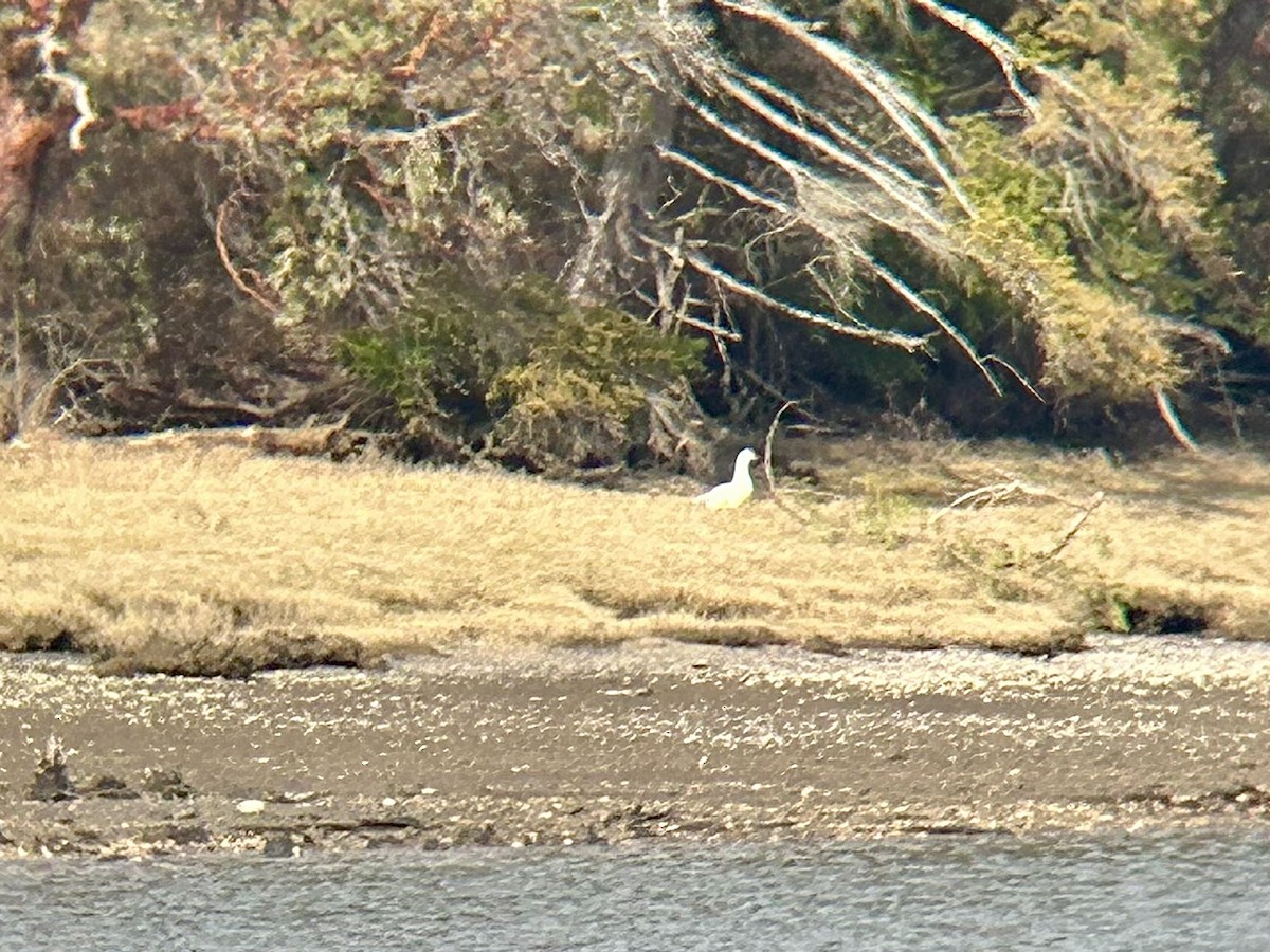Snow Goose - ML631780047