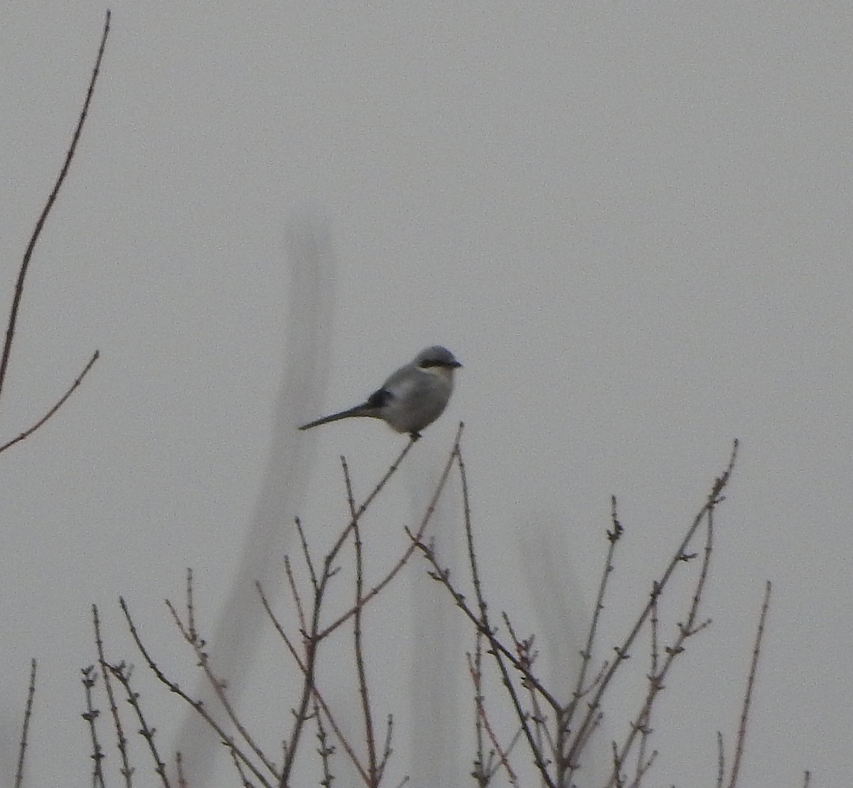 Northern Shrike - ML631780070
