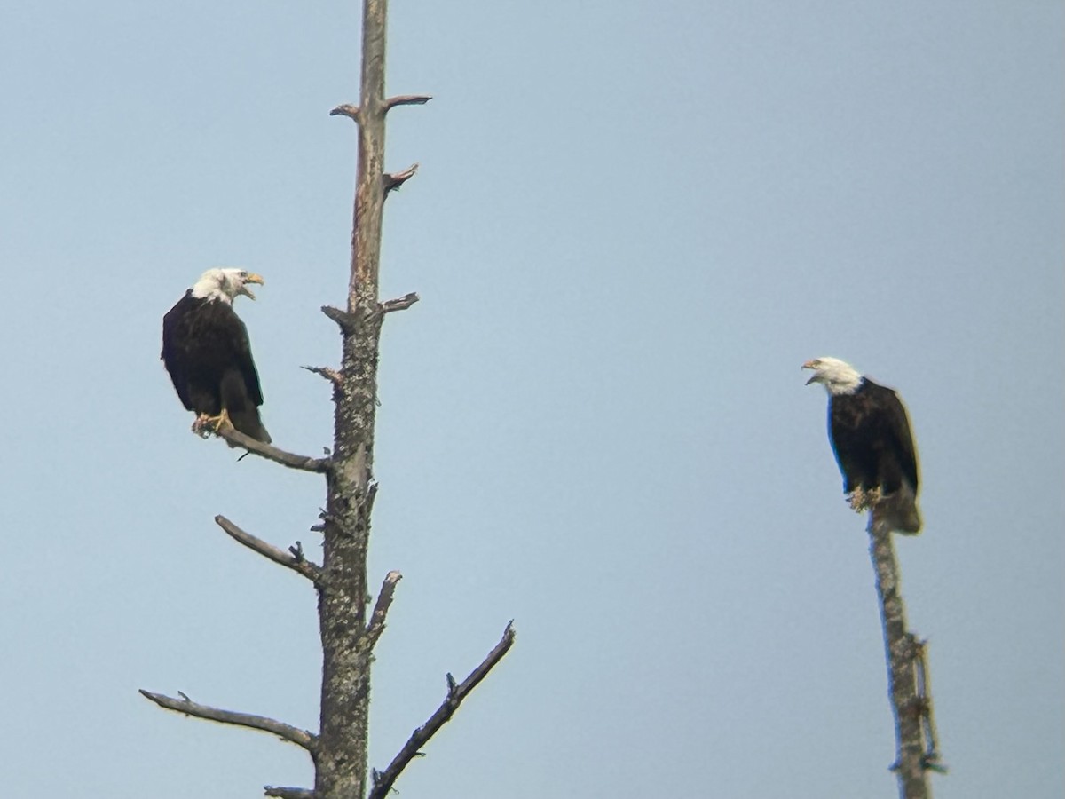 Bald Eagle - ML631780079