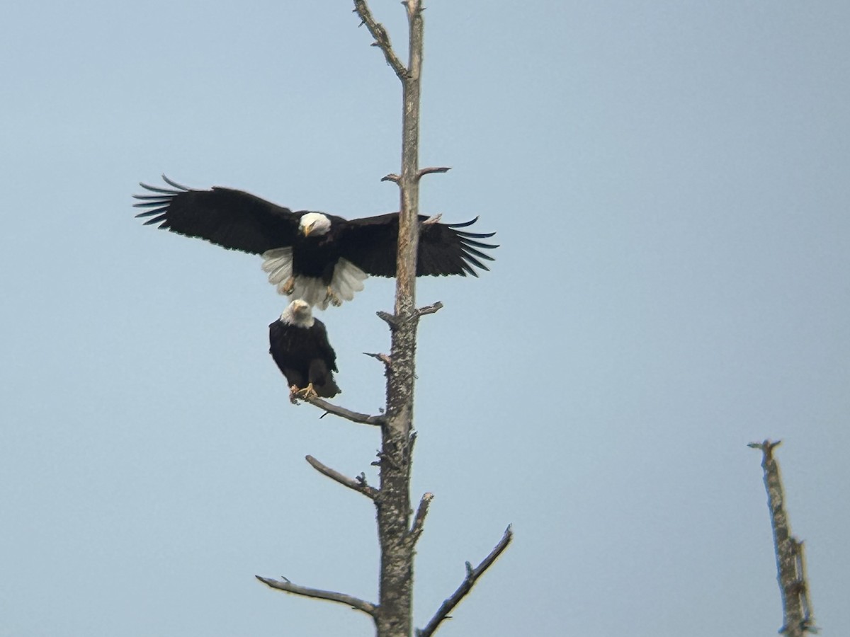 Bald Eagle - ML631780080