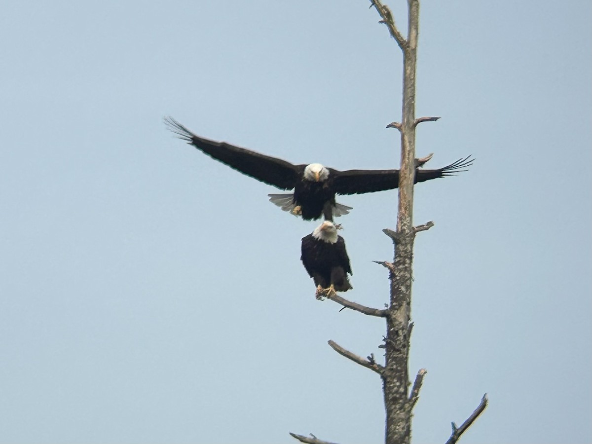 Bald Eagle - ML631780081