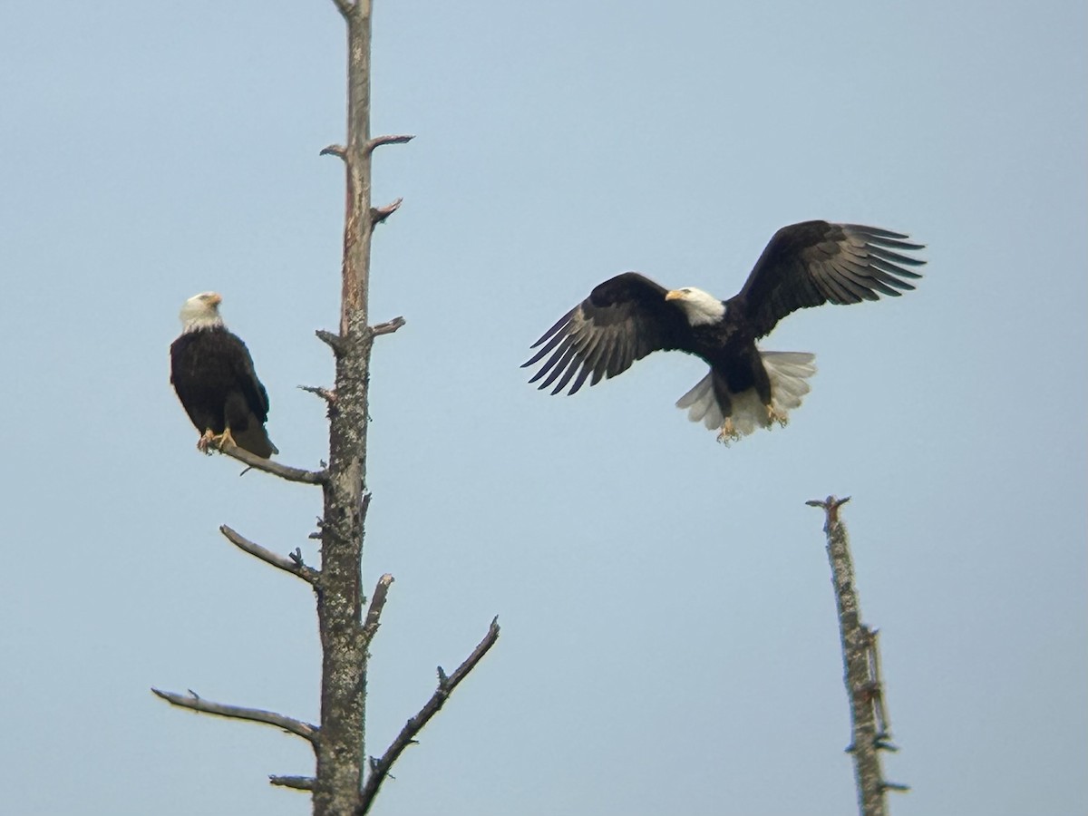 Bald Eagle - ML631780082