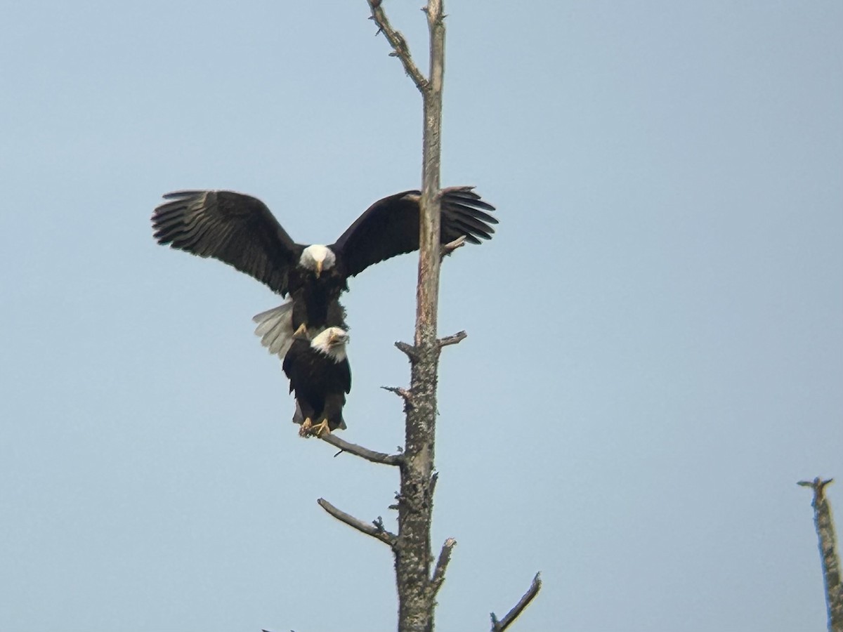 Bald Eagle - ML631780083